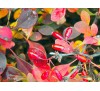 Барбарис Тунберга (Berberis thunbergii) С3
